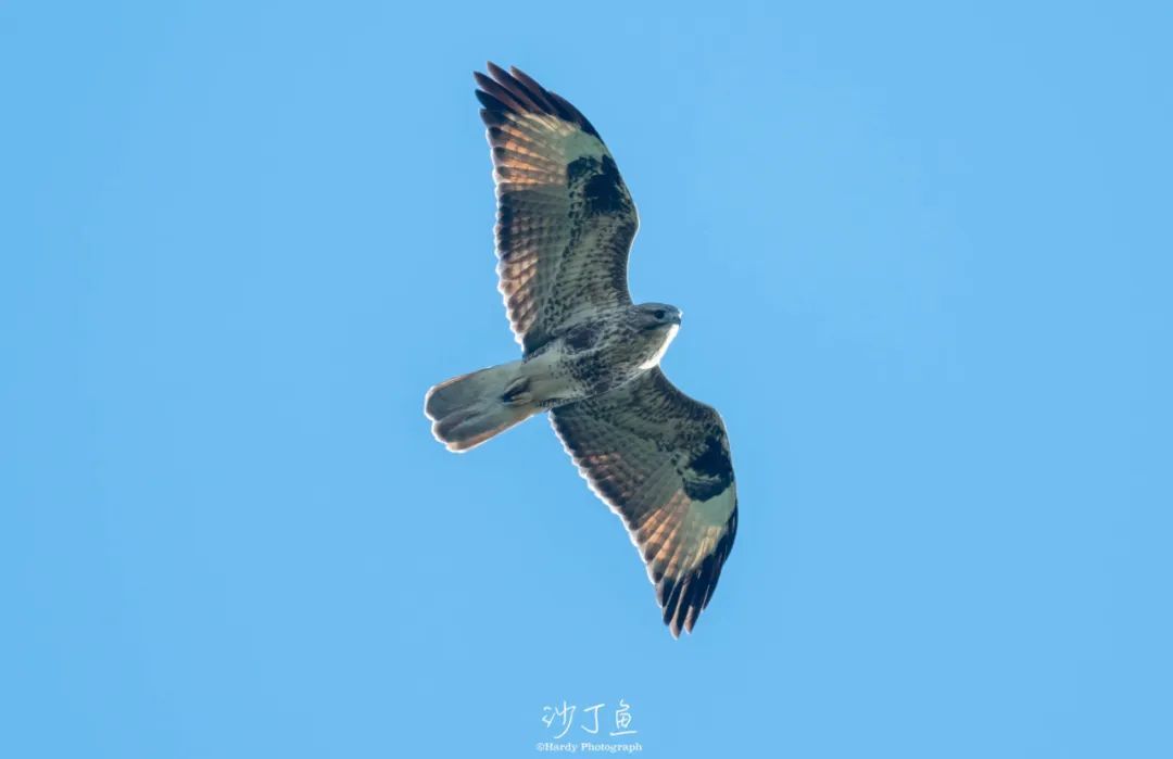 鹗、鹞、鵟、鹠成都猛禽知多少- 关注森林