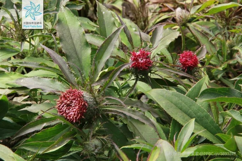 白術(shù)植物圖.jpg