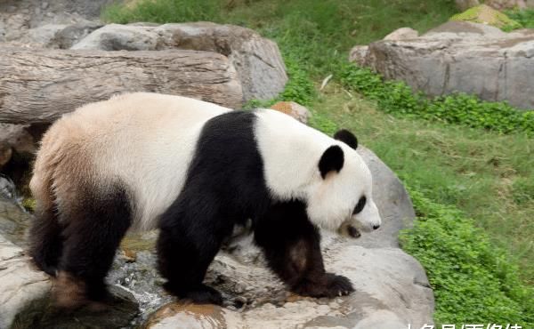 為什么國(guó)外的大熊貓那么干凈，國(guó)內(nèi)的卻特別臟？飼養(yǎng)員說(shuō)出大實(shí)話