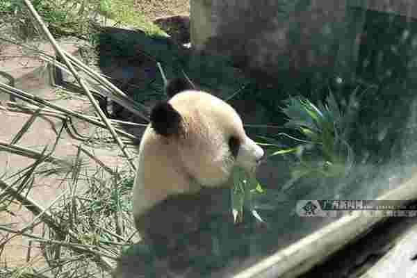 國(guó)家林草局熊貓中心將贈(zèng)予廣西首對(duì)大熊貓