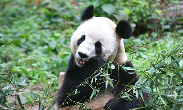 为什么恐龙灭绝了，熊猫却存活至今，原来它这么厉害