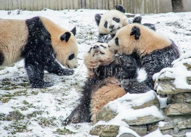 四川卧龙大熊猫雪地撒欢