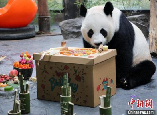 芊金过生日吃“蛋糕”。(上海野生动物园供图)