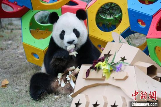 大熊猫雪宝过生日。(上海野生动物园供图)