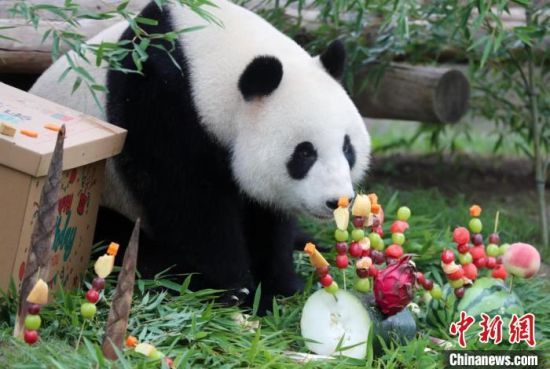 大熊猫康康今年四周岁。(上海野生动物园供图)
