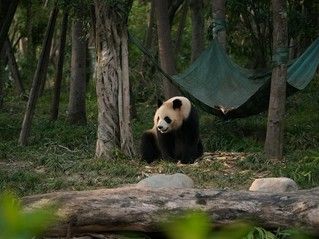 成都大熊猫繁育研究基地内的大熊猫正在进食。（本报记者 杨烁璧摄）