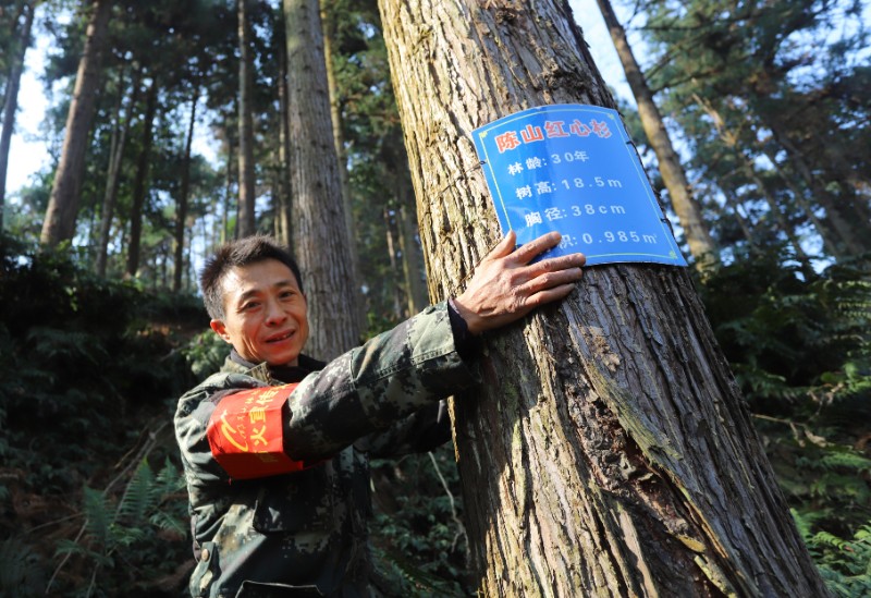 图一 安福县明月山林场护林员正在介绍大径材生长情况。