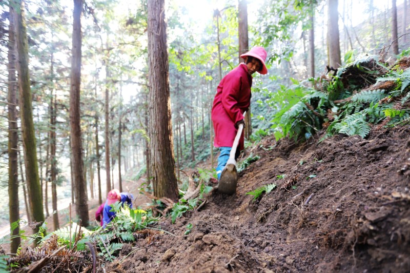 图四安福县明月山林场雇请农民工在陈山红心杉大径材基地种植中药材黄精。