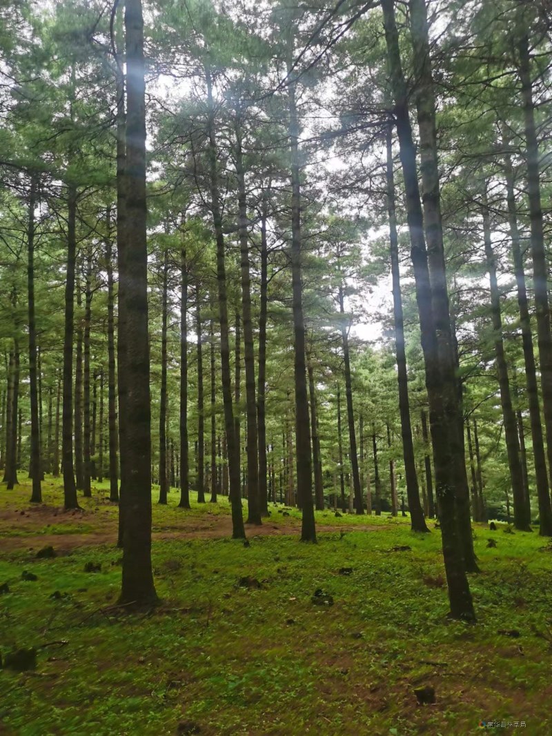 華山松良種基地1