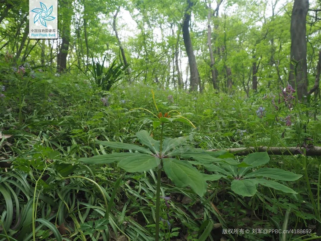 七叶一枝花：南河国家级自然保护区 - 中国自然保护区生物标本资源共享平台
