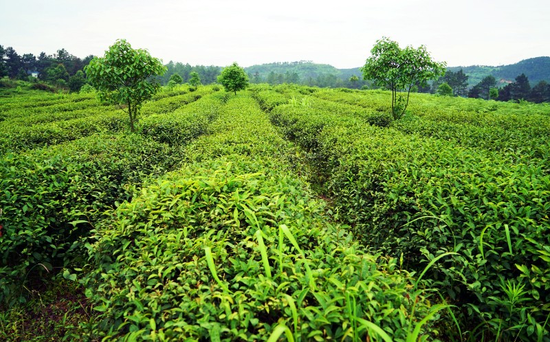 双河安木茶场