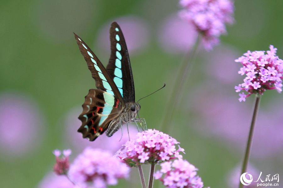 蝴蝶在柳叶马鞭草花朵上扑腾翅膀，吸食花蜜。人民网 陈博摄