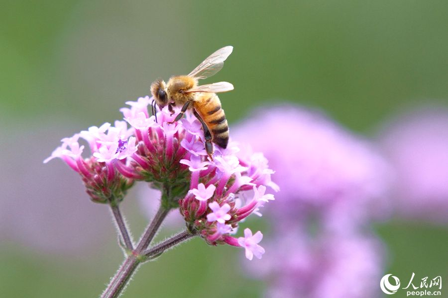蜜蜂在柳叶马鞭草花朵上采蜜。人民网 陈博摄
