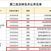 全区树龄最长的古树，有人认领啦！