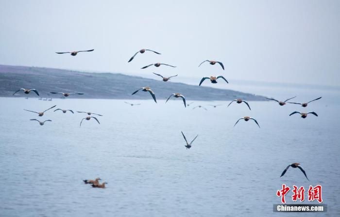【林业资讯】大批珍禽候鸟飞抵鄱阳湖越冬 _www.isenlin.cn