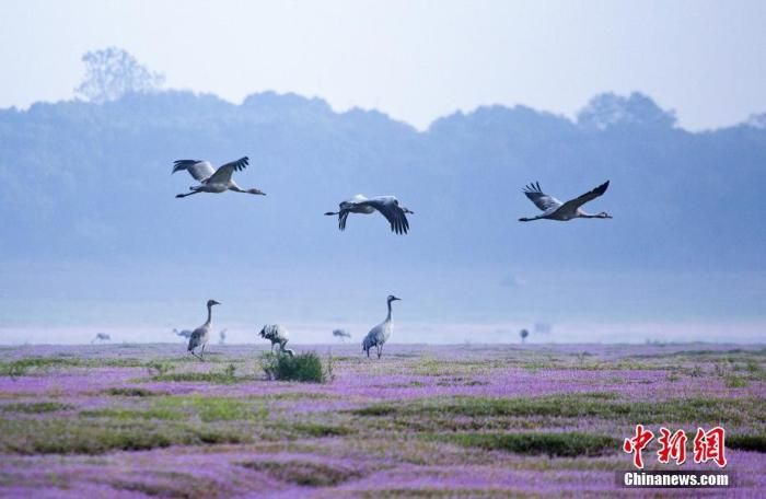 【林业资讯】大批珍禽候鸟飞抵鄱阳湖越冬 _www.isenlin.cn