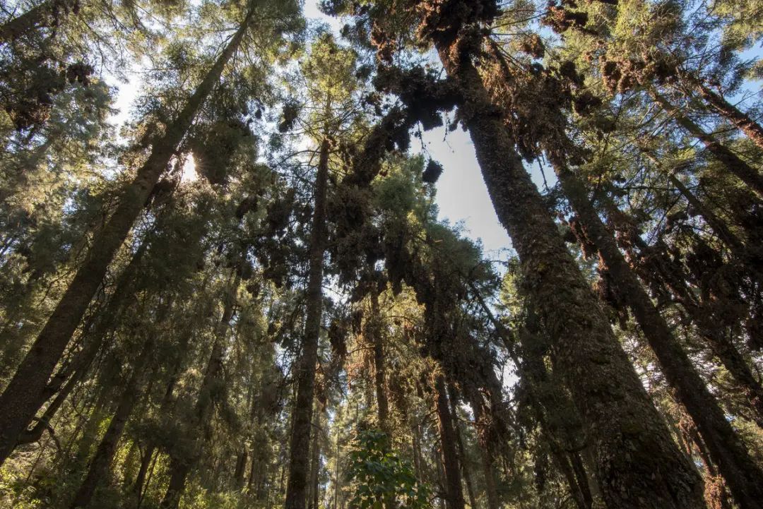 黑脉金斑蝶栖息的欧亚梅尔杉树林,墨西哥 © wwf-us / clay bolt