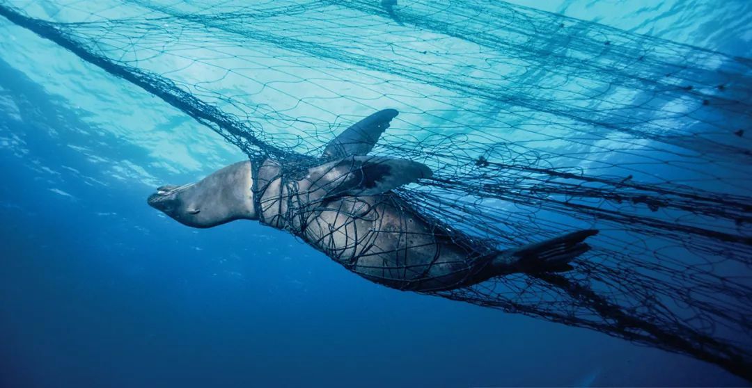 每年数百万个濒危海洋生物都进了这张网. -物种库