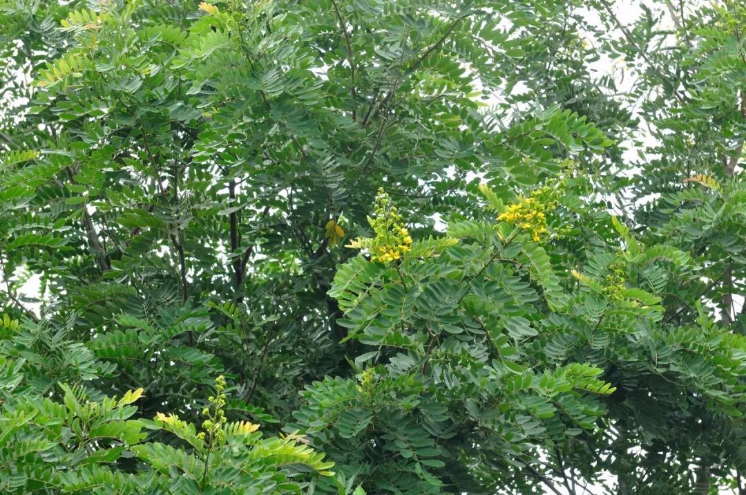 逛吃逛吃品味小村里的生物多样性下篇