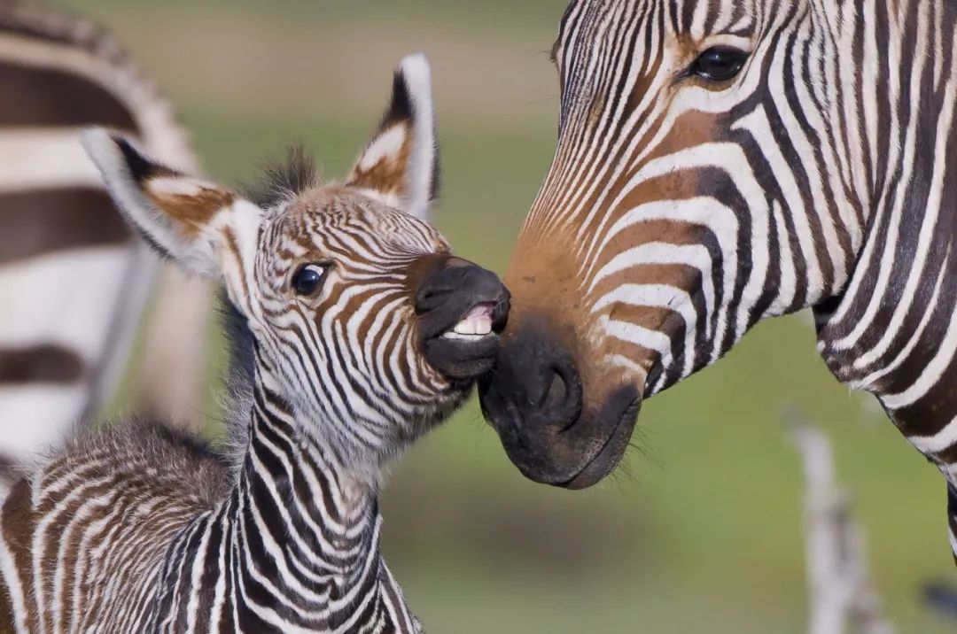 开普山斑马-指名亚种(equss zebra zebra), 南非 © peter