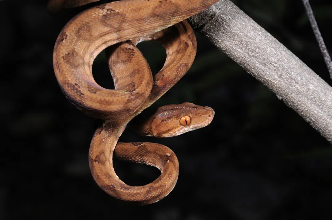 亚马逊树蟒(corallus hortulanus)是一种发现于南美洲的无毒蚺蛇