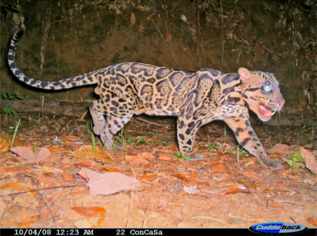 保护动态马来云豹,也被称为巽(xùn)他云豹,现分布于婆罗洲