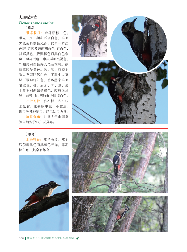5大斑啄木鸟