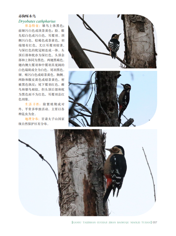 赤胸啄木鸟