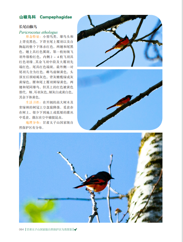 长尾山椒鸟1