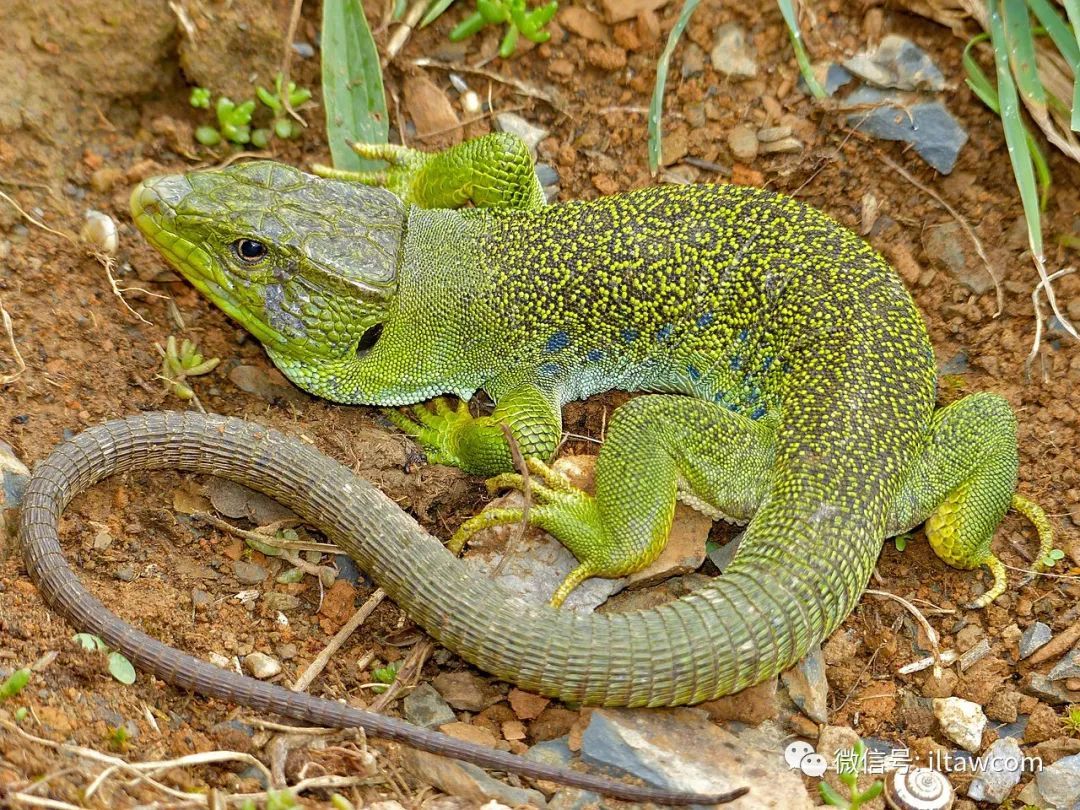 ocellated lizard     蓝斑蜥蜴,又名珠宝蜥,全长30-60厘米,大型的