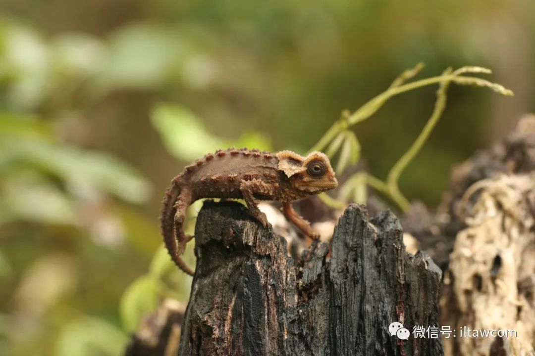 物种资讯 动物资讯 残肢变色龙 残肢变色龙,又名玫瑰枯叶变色龙,在