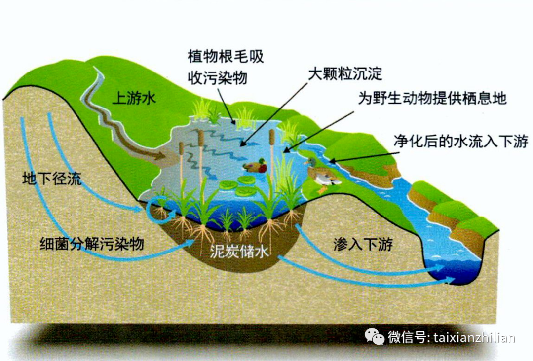 泥炭沼泽那些事儿