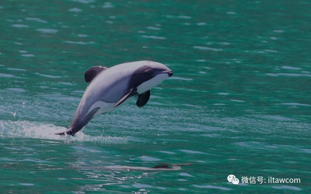 贺氏黑白海豚