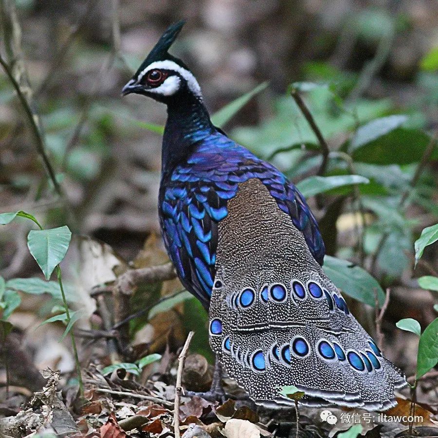 雌性雄性巴拉望孔雀雉的叫声来自动物世界00:0001:06palawan peacock