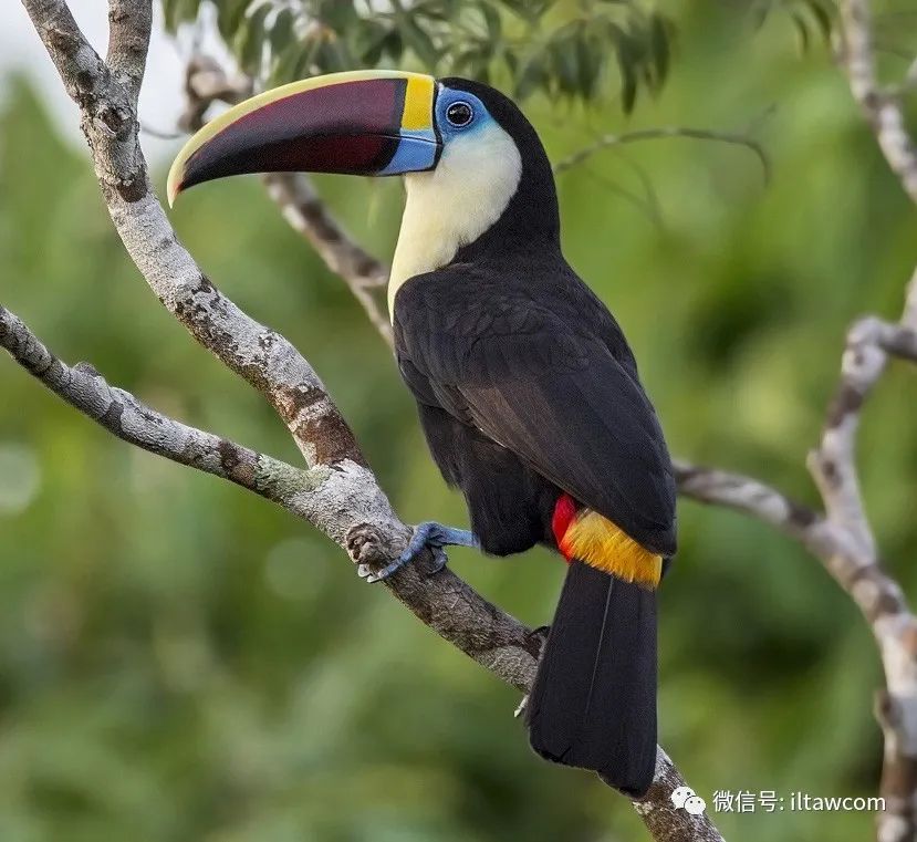 红嘴巨嘴鸟 white-throated toucan 红嘴巨嘴鸟的叫声来自动物世界00