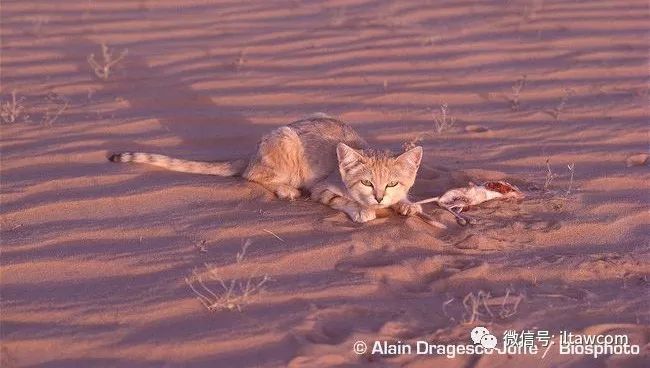 沙漠猫是夜行性动物,白天躲在阴凉处休息,夜晚出去狩猎.以鼠,蜥蜴