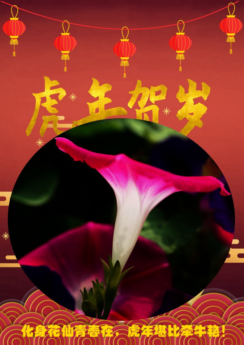 賀卡四