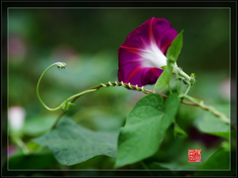 DSC05453_副本