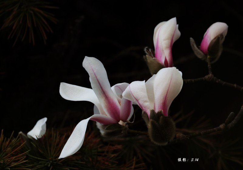 IMG_7101_st