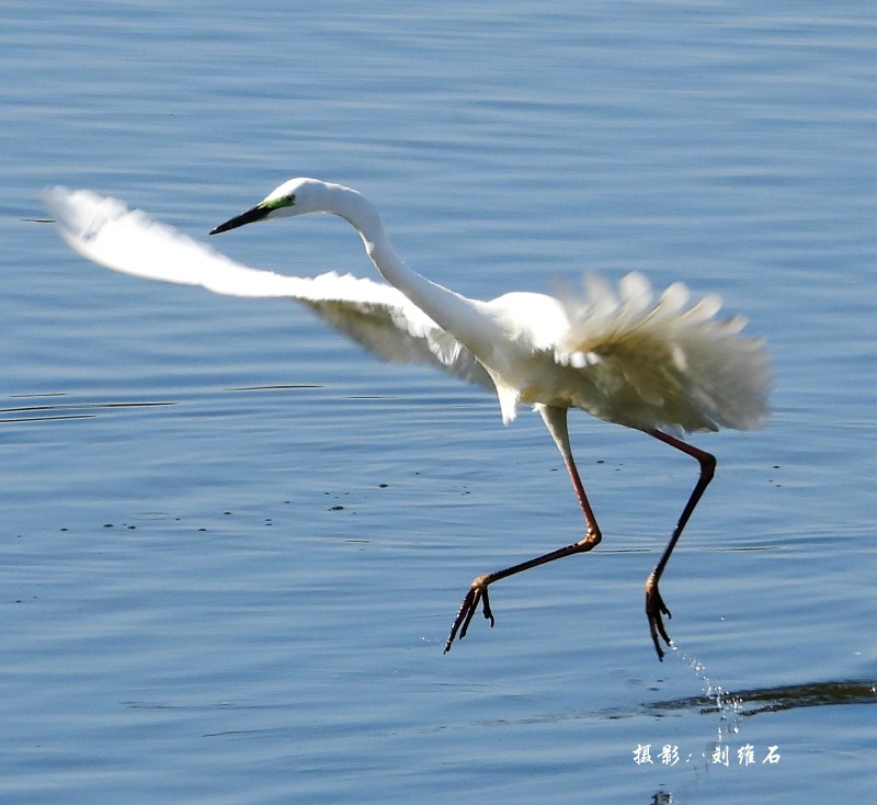 认识小白鹭（组照）-物种库
