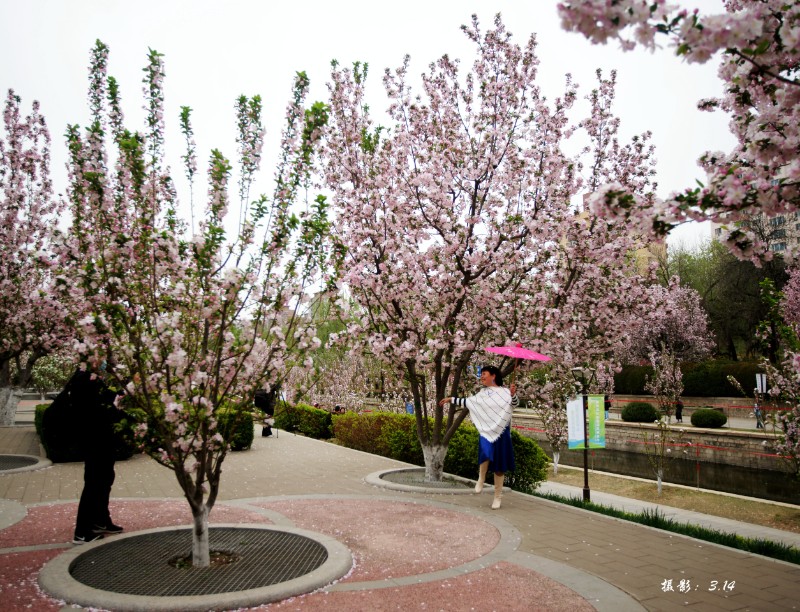 DSC08219西府海棠1