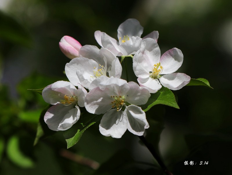 八棱
