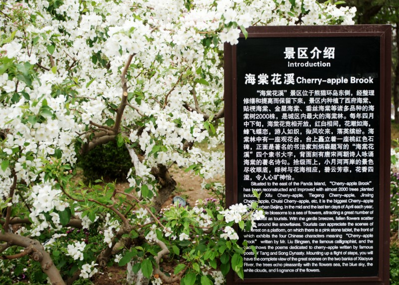 DSC08220_海棠花溪