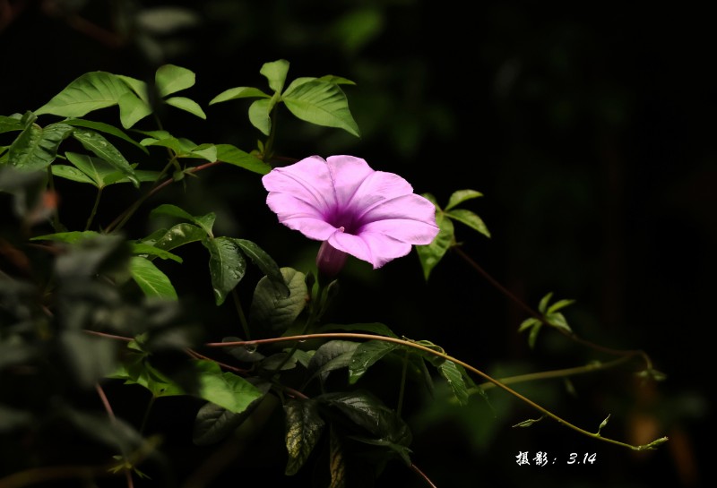 st3J0A8680_副本