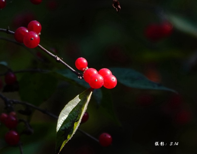 stDSC05957_副本_副本