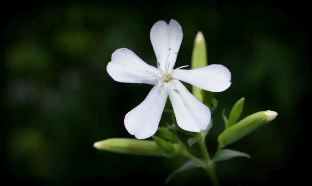 游览国家植物园——72.认识植物:石碱花 - 关注森林