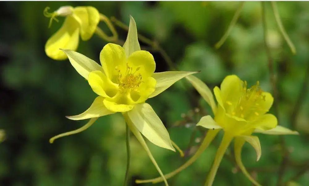 游览国家植物园——75.认识植物:耧斗菜类 - 关注森林