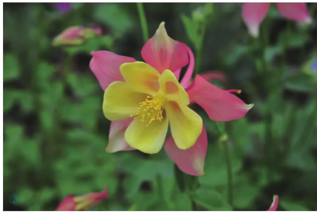 游览国家植物园——75.认识植物:耧斗菜类 - 关注森林