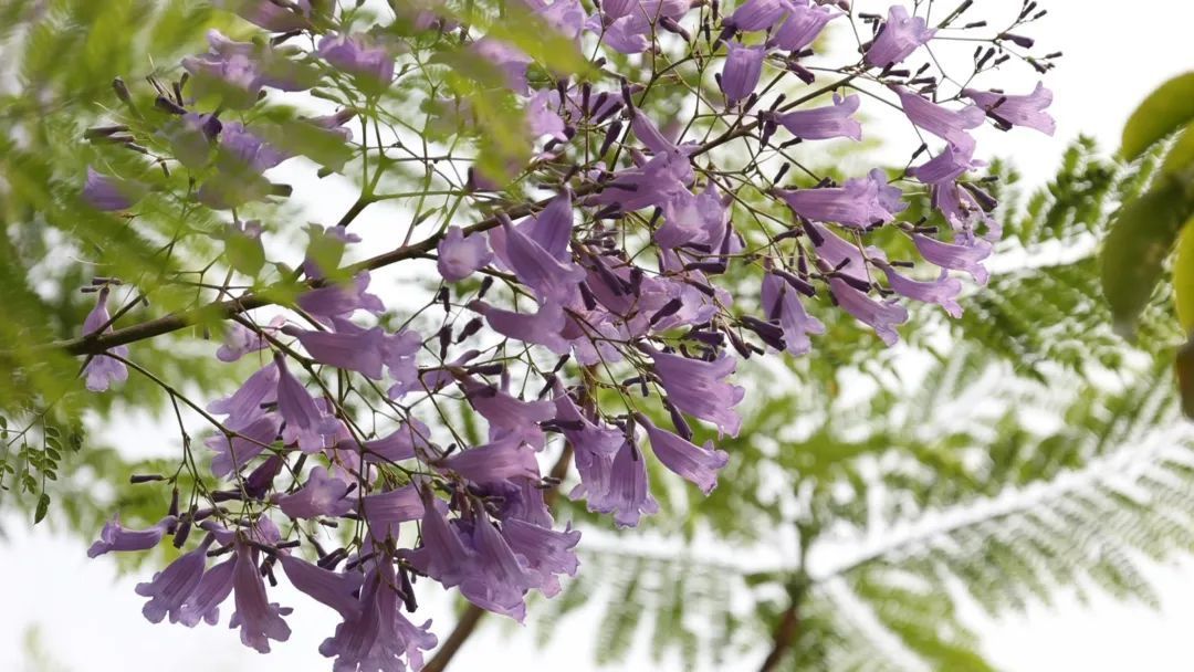金平:蓝楹花开正盛,紫色点缀春末 - 关注森林