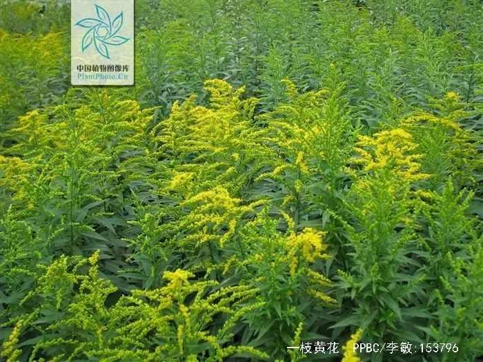 游览国家植物园——84.认识植物:一枝黄花 - 关注森林